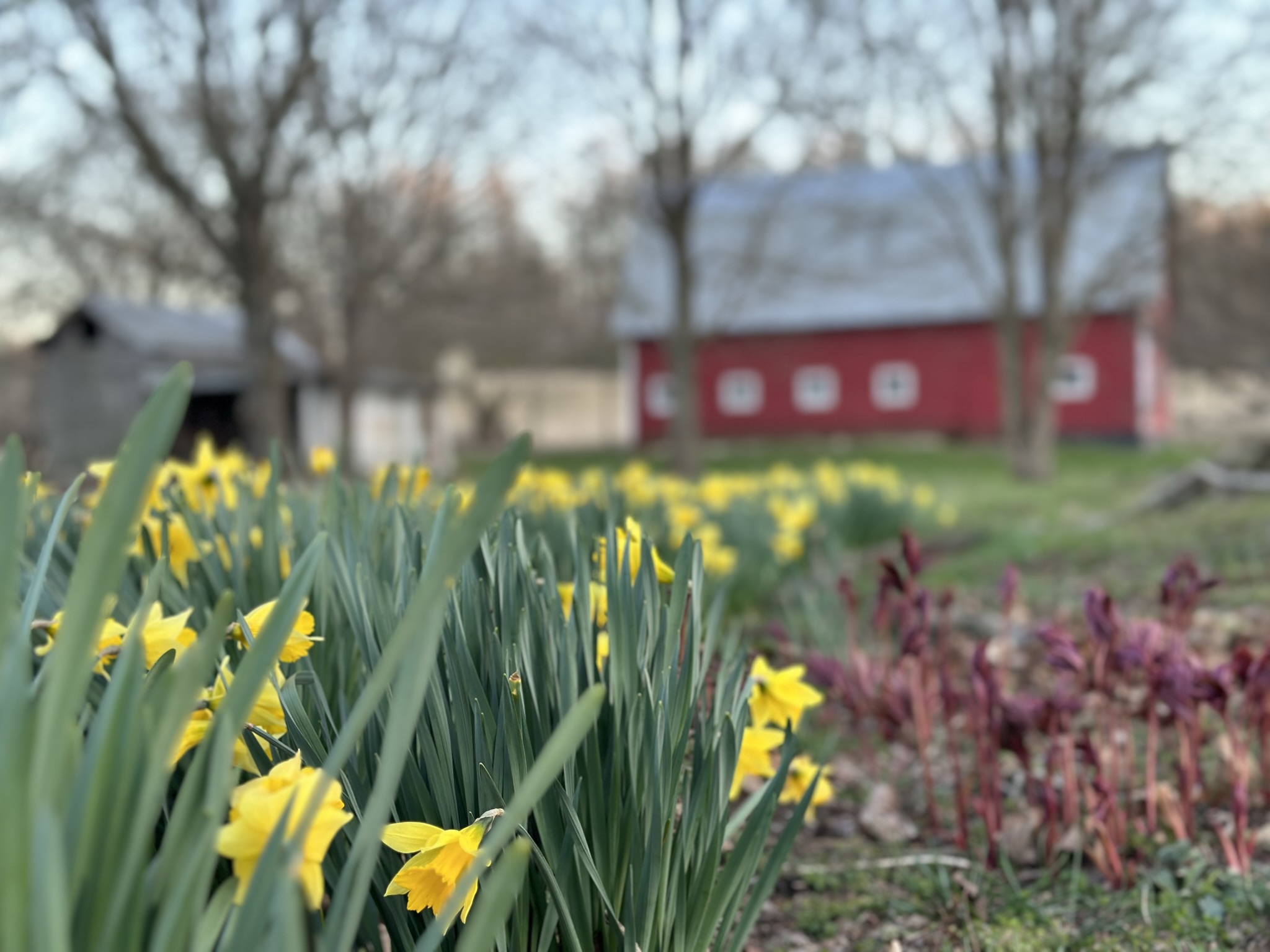 Farm scenery