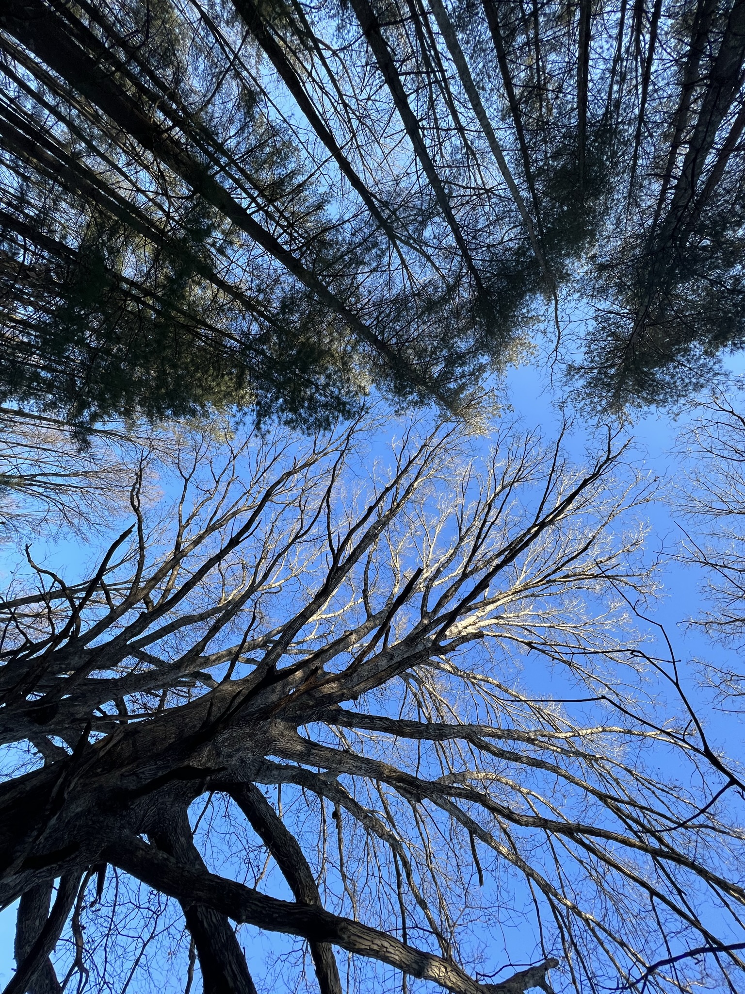 Tree canopy reaching toward the sky
